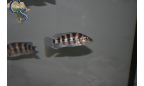 Neolamprologus sexfasciatus blau